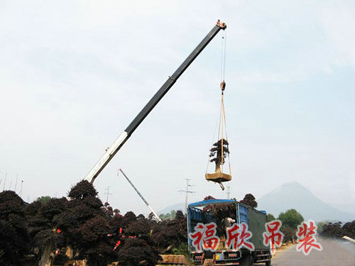 苗木吊裝